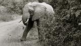 TANZANIA - Lake Manyara National Park - 08 Elefante BN